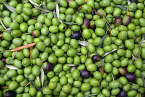 Gaea Olives